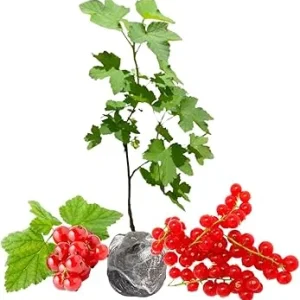 Red Currant Bush Live Plant 5-9 Inch – Bare Root Fruit Tree for Planting - Image 7