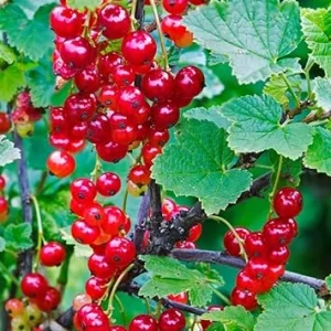 Red Currant Bush Live Plant – 5-9 Inch Tall Fruit Tree – Well Rooted - Image 3