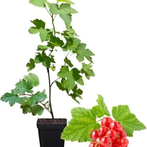 Red Currant Bush Live Plant - Bare Root, 5-9 Inches Tall, Sweet Current Berries - Image 5