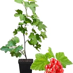 Red Currant Bush Live Plant - Bare Root, 5-9 Inches Tall, Sweet Current Berries - Image 7