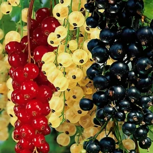 Red Currant Bush Live Plant - Fast Growing Fruit, 6-14" Tall, Outdoor - Image 2