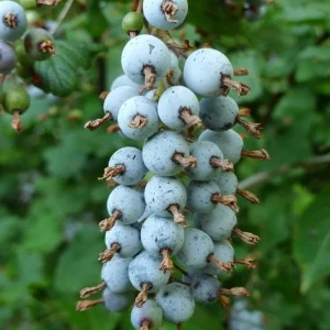 Red Currant Bush Live Plant - Fast Growing Fruit, 6-14