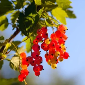 Red Currant Live Plant – 1 Year Bare Root Bush – 5-9 Inch Height – Outdoor Fruit - Image 7