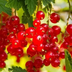 Red Currant Live Plant 5-9 Inch Tall Bareroot Bush - Fruit Tree - Image 1