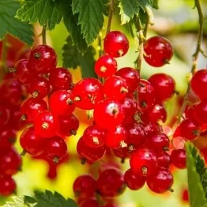 Red Currant Live Plant 5-9 Inch Tall Bareroot Bush - Fruit Tree - Image 3