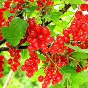 Red Currant Plant Live Bush – 5-9 Inch Height – Fruit Tree for Planting - Image 4