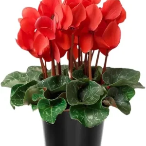 Red Cyclamen Live Plant – 4" Pot, Hardy Houseplant, Indoor Outdoor Ornamental Flower - Image 2
