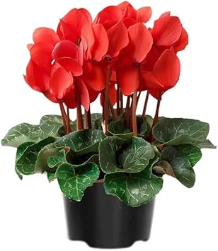 Red Cyclamen Live Plant - 4" Pot Indoor Flowering Houseplant, Ornamental Blooms - Image 6