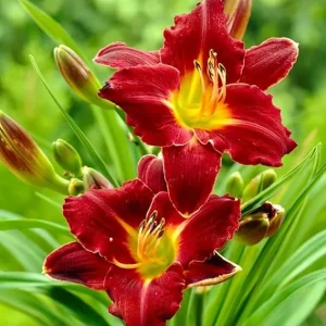 Red Daylily Bulbs - 3 Pack Reblooming Perennial Flowers for Outdoor Gardens - Image 4