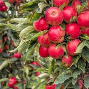 Red Delicious Apple Tree Live Plant 4-5 Ft Tall - Sweet Red Apples, Fragrant Blooms - Image 7
