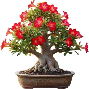 Red Desert Rose Live Plant - Adenium Succulent Bonsai Tree, 4-8 Inches Tall - Image 3