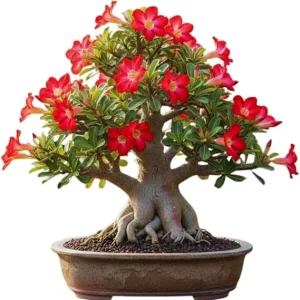 Red Desert Rose Live Plant - Adenium Succulent Bonsai Tree, 4-8 Inches Tall - Image 6