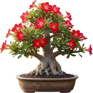 Red Desert Rose Live Plant - Adenium Succulent Bonsai Tree, 4-8 Inches Tall - Image 7