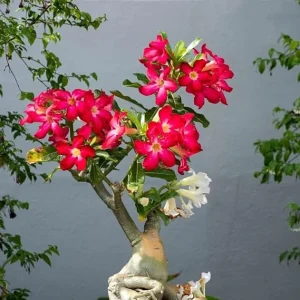 Red Desert Rose Live Plant - Cold Hardy Starter, 4-7 Inch Tall Seedling - Image 3