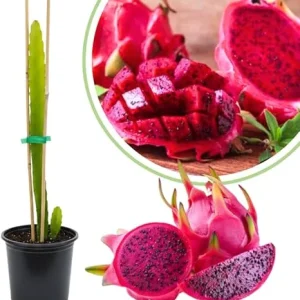 Red Dragon Fruit Tree Live Plant, Fully Rooted, 12" Tall, Quart Pot - Image 2
