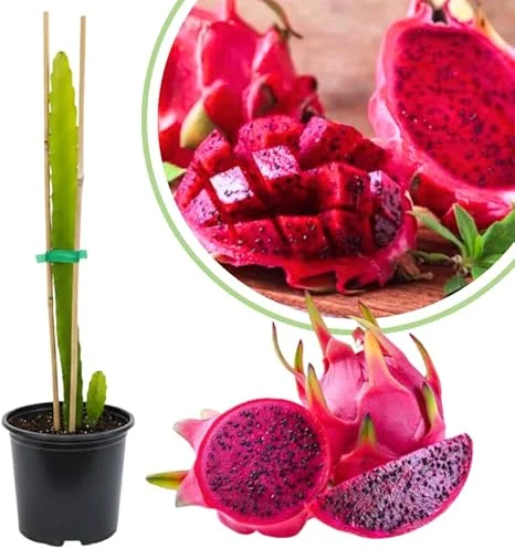 Red Dragon Fruit Tree Live Plant, Fully Rooted, 12" Tall, Quart Pot - Image 2