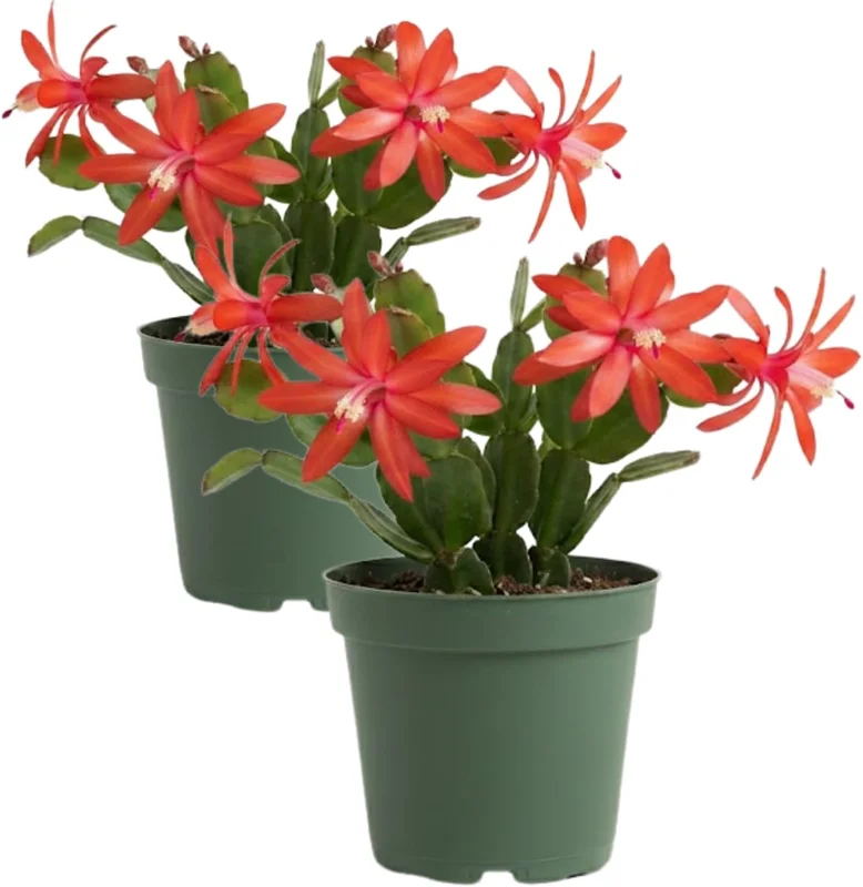 Red Easter Cactus Live Plant – Pack of 2 Succulents – 4-7 Inch – Holiday Cactus - Image 2