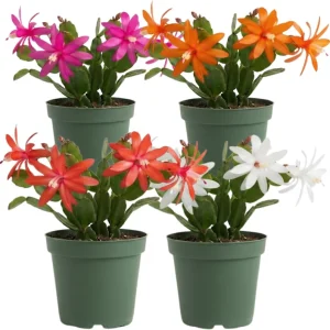 Red Easter Cactus Live Plant – Pack of 2 Succulents – 4-7 Inch – Holiday Cactus - Image 1