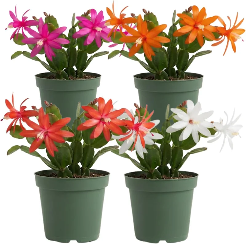 Red Easter Cactus Live Plant – Pack of 2 Succulents – 4-7 Inch – Holiday Cactus - Image 1