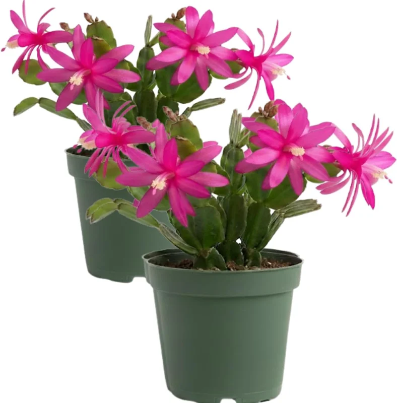 Red Easter Cactus Live Plant – Pack of 2 Succulents – 4-7 Inch – Holiday Cactus - Image 3