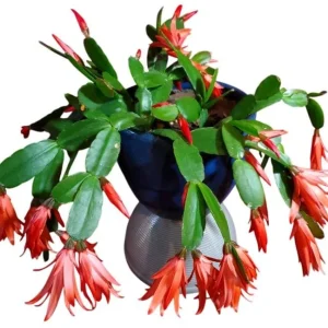 Red Easter Cactus Plant – Rhipsalidopsis Gaertneri Live Plant 5-7" Tall – Spring Bloom - Image 2