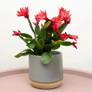 Red Easter Cactus Plant – Rhipsalidopsis Gaertneri Live Plant 5-7
