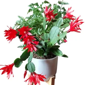 Red Easter Cactus Plant – Rhipsalidopsis Gaertneri Live Plant 5-7