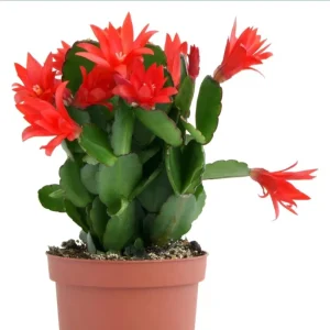 Red Easter Cactus Plant – Rhipsalidopsis Gaertneri Live Plant 5-7