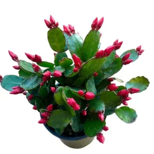 Red Easter Cactus Plant – Rhipsalidopsis Gaertneri Live Plant 5-7