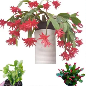 Red Easter Cactus Plant – Rhipsalidopsis Gaertneri Live Plant 5-7" Tall – Spring Bloom - Image 1