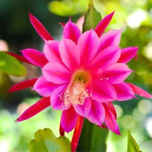 Red Epiphyllum Orchid Cactus Live Plant – 2 Pack, 5 Inch, Indoor Succulent - Image 2
