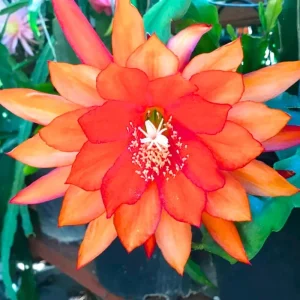 Red Epiphyllum Orchid Cactus Live Plant – 2 Pack, 5 Inch, Indoor Succulent - Image 5