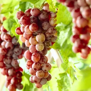 Red Flame Grape Vine Live Plant - 1-2 Year Old Cold Hardy Fruit Tree - Image 2