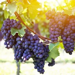 Red Flame Grape Vine Live Plant - 1-2 Year Old Cold Hardy Fruit Tree - Image 3