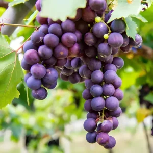 Red Flame Grape Vine Live Plant - 1-2 Year Old Cold Hardy Fruit Tree - Image 1