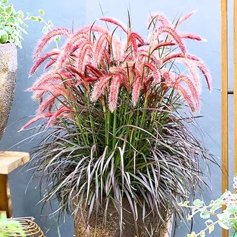 Red Fountain Grass Live Plants - 2 Pack, Deep Burgundy, 4-7" Tall, Outdoor - Image 5