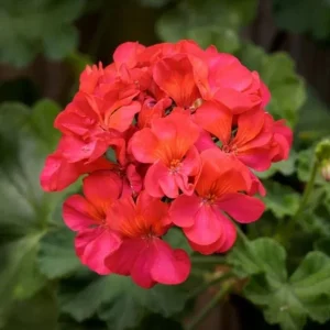 Red Geranium Live Starter Plant - 3-5 Inch Tall Seedling for Outdoors - Image 10