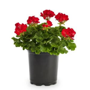 Red Geranium Live Starter Plant - 3-5 Inch Tall Seedling for Outdoors - Image 2