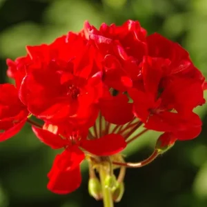 Red Geranium Live Starter Plant - 3-5 Inch Tall Seedling for Outdoors - Image 3