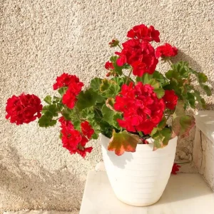 Red Geranium Live Starter Plant - 3-5 Inch Tall Seedling for Outdoors - Image 1