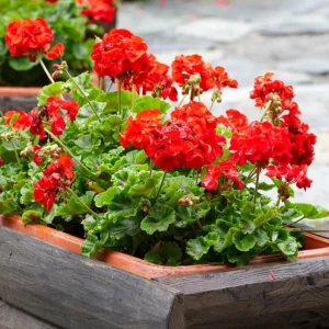 Red Geranium Live Starter Plant - 3-5 Inch Tall Seedling for Outdoors - Image 4