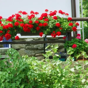 Red Geranium Live Starter Plant - 3-5 Inch Tall Seedling for Outdoors - Image 6