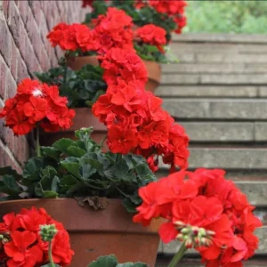 Red Geranium Live Starter Plant - 3-5 Inch Tall Seedling for Outdoors - Image 7