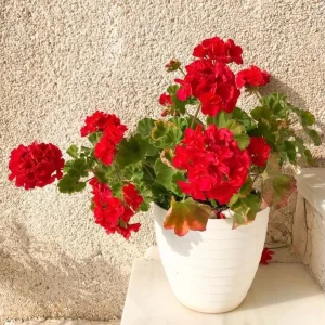 Red Geranium Live Starter Plants - Pack of 2, 2-3 Inch Tall Seedlings - Image 2