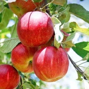 Red Gravenstein Apple Tree Live Plant 4-5 Ft Tall - Sweet Red Apples - Image 3
