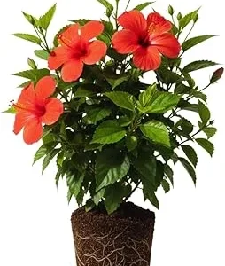 Red Hibiscus Live Plant – Hardy Flowering Shrub – 9-12 Inch Tall Seedling - Image 3