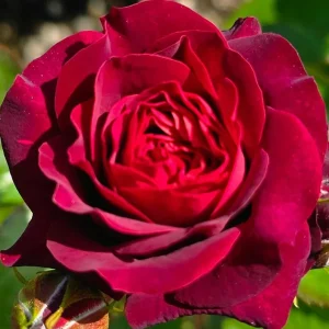 Red Hybrid Tea Rose Live Plant - Fragrant Christian Dior Shrub, 5-9 Inch Tall - Image 2