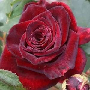 Red Hybrid Tea Rose Live Plant - Fragrant Christian Dior Shrub, 5-9 Inch Tall - Image 3