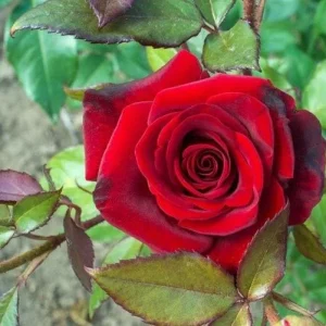 Red Hybrid Tea Rose Live Plant - Fragrant Christian Dior Shrub, 5-9 Inch Tall - Image 5