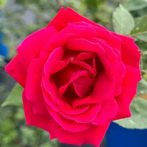 Red Hybrid Tea Rose Live Plant - Fragrant Christian Dior Shrub, 5-9 Inch Tall - Image 6